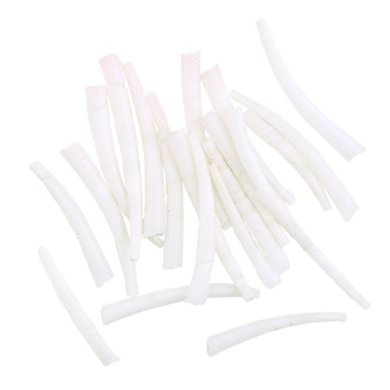 Picture of Ridged Dentalium Shells