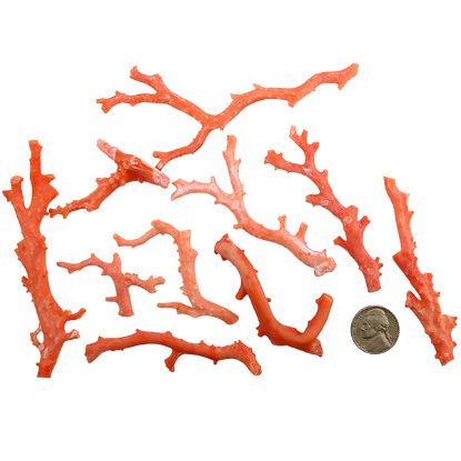 Picture of Rough Pink Coral