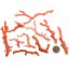 Picture of Rough Pink Coral