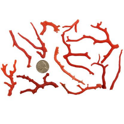 Picture of Rough Red Coral