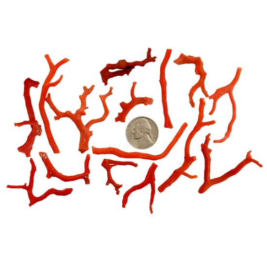 Picture of Rough Small Red Coral